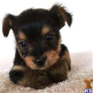 yorkshire terrier puppy posted by Moloff086588