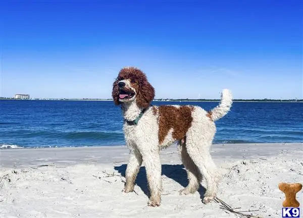 MonarchPoodles Picture 1