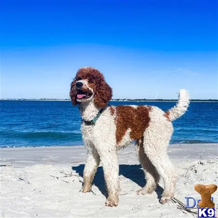 MonarchPoodles Picture 2