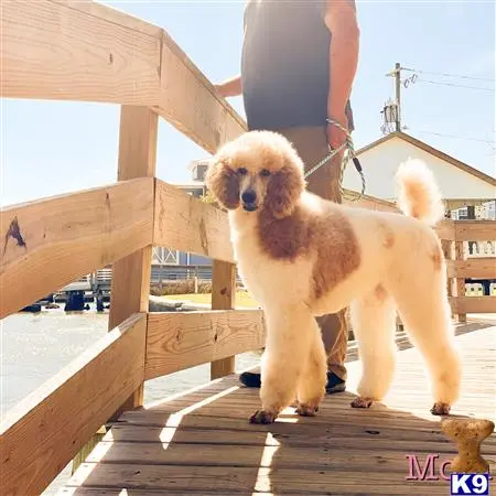 MonarchPoodles Picture 3