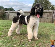 Poodle Stud Dogs in North Carolina - K9Stud.com