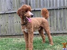 toy poodle stud near me