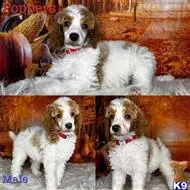 RedPartiMale available Poodle puppy located in SWANSBORO