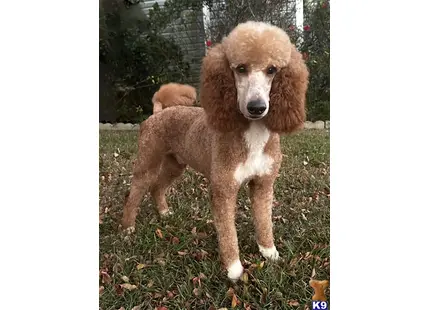 Picasso available Poodle puppy located in SWANSBORO