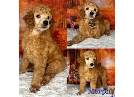 Poodle