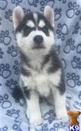 Siberian Husky