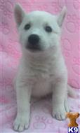 Siberian Husky
