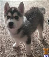 Siberian Husky