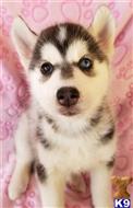 Siberian Husky
