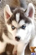Siberian Husky