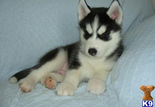 siberian husky puppy posted by Moris