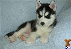 siberian husky puppy posted by Moris