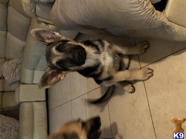 German Shepherd puppy for sale