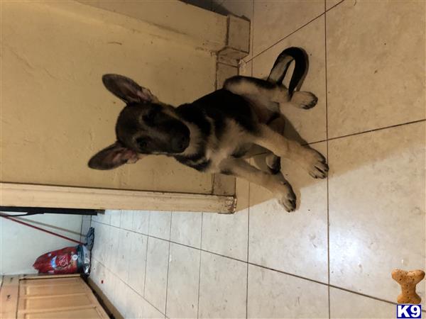 German Shepherd puppy for sale
