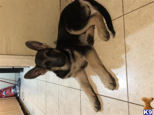 German Shepherd puppy for sale