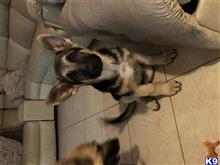 german shepherd puppy posted by Mountainhound