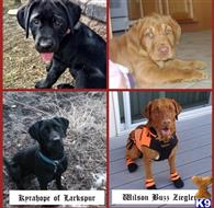 labrador retriever puppy posted by Mountainpups