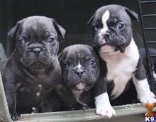 american pit bull puppy posted by MrBullytime15
