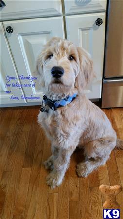 doodles dogs goldendoodles stud chewbacca bruce venus 3 years doodles dogs goldendoodles stud chewbacca bruce venus 3 years
