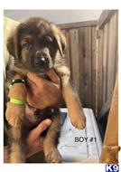 German Shepherd