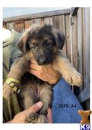 german shepherd puppy posted by Mrsedwards1