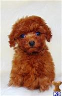 poodle puppy posted by Munchkinboy