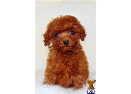 Candy available Poodle puppy located in Redlands 