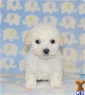 poodle puppy posted by Munchkinboy