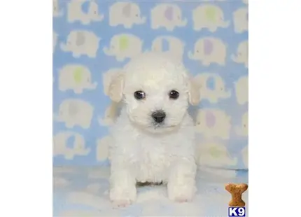 Sugar Bear available Poodle puppy located in Redlands 