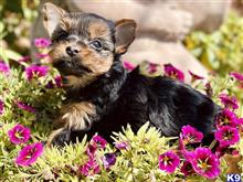 yorkshire terrier puppy posted by Munchkinboy
