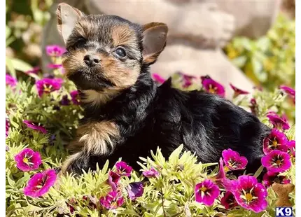 Yorkshire Terrier