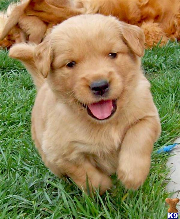golden retriever puppies riverside ca golden retriever puppies for sale in california golden retriever puppies riverside ca golden retriever puppies for sale in california