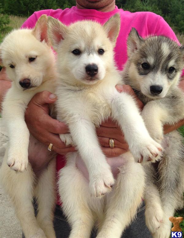 puppies for sale in tn siberian husky puppies for sale in tennessee puppies for sale in tn siberian husky puppies for sale in tennessee
