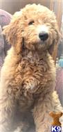 goldendoodles puppy posted by MuttMomma