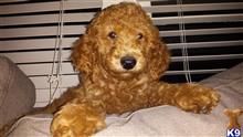 goldendoodles puppy posted by MuttMomma