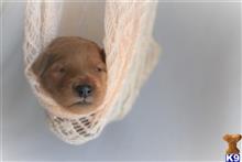 goldendoodles puppy posted by MuttMomma
