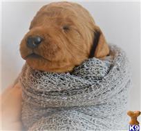 goldendoodles puppy posted by MuttMomma