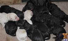 goldendoodles puppy posted by MuttMomma
