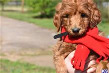 Goldendoodles