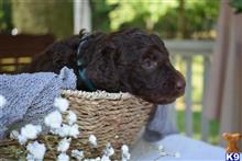 poodle puppy posted by MuttMomma