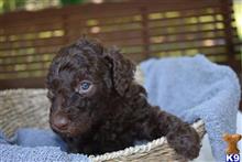 poodle puppy posted by MuttMomma