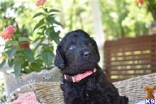 poodle puppy posted by MuttMomma