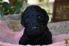 poodle puppy posted by MuttMomma