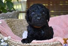 poodle puppy posted by MuttMomma