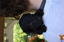 poodle puppy posted by MuttMomma