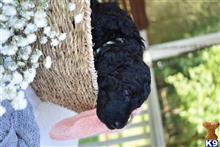 poodle puppy posted by MuttMomma