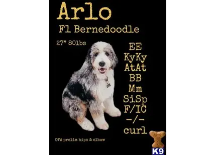 Arlo available Bernedoodle puppy located in HILLSBORO