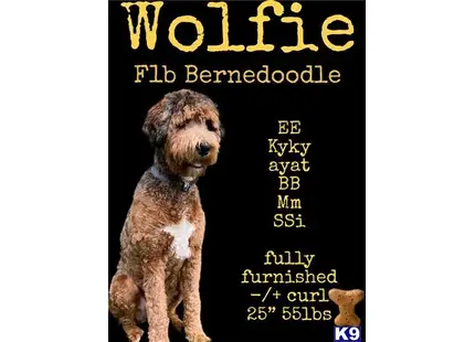 Wolfie available Bernedoodle puppy located in HILLSBORO