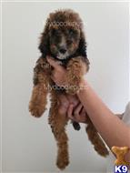 goldendoodles puppy posted by Mydoodlepups555