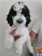 goldendoodles puppy posted by Mydoodlepups555